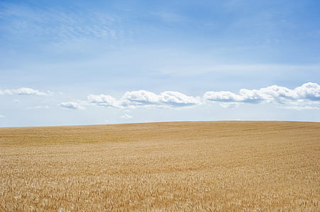 brown grass field under white sky thumbnail
