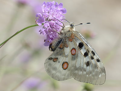 shallow focus photography of butterfly with purple flower thumbnail