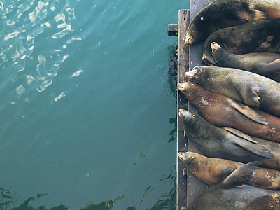 assorted seals thumbnail