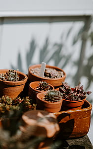 brown flower pot on wooden surface thumbnail