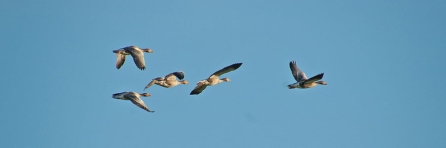 photo of five ducks in flight thumbnail