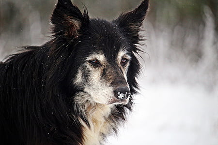 black and tan wolf thumbnail