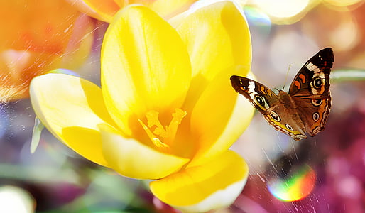 selective focus photography of common buckeye butterfly hovering near yellow petaled flower thumbnail