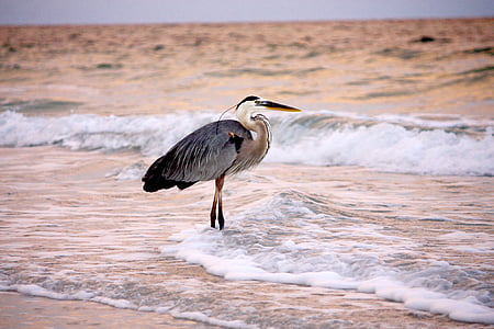 black and gray bird standing on shore thumbnail