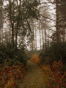 footpath between plants and trees thumbnail