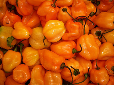 Habanero Chilli Peppers, Habanero thumbnail