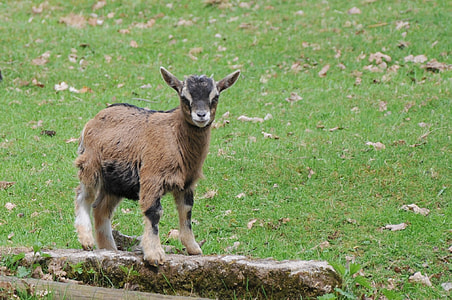 brown lamb thumbnail