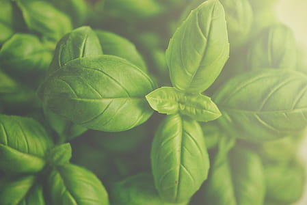 Basil Leaves thumbnail
