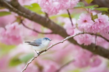 grey and white bird stepping on brown blossom branch thumbnail