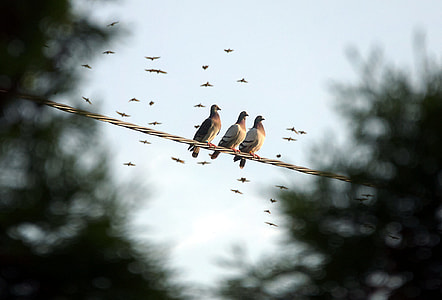 selective focus photo of three brown-and-orange birds on wire thumbnail