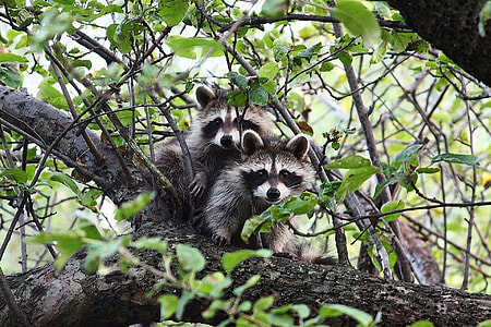 two raccoons on gray tree branch during daytime thumbnail