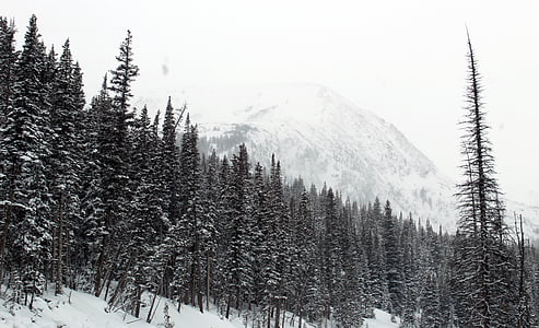 pine trees lot thumbnail