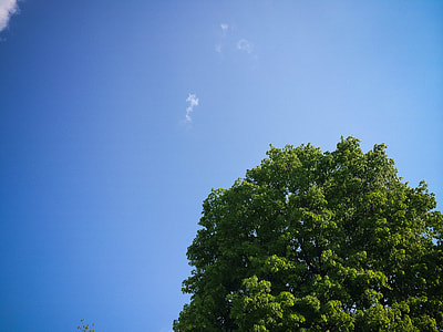 Sky with Tree thumbnail