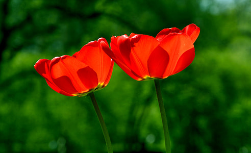 two red multi-petaled flowers selective photography thumbnail