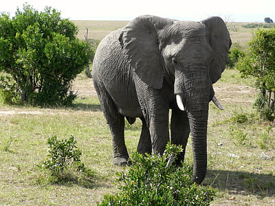 gray elephant photography during daytime thumbnail