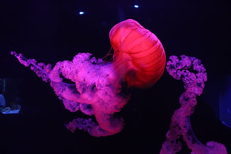red jellyfish thumbnail