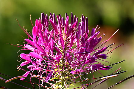 closeup photography of purple spider flower thumbnail