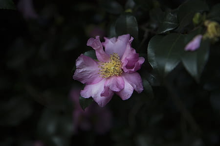 closeup photo of white and pink petaled flower thumbnail