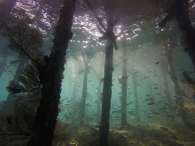 school of fish swimming under the body of water thumbnail