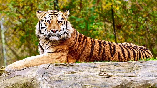 yellow and black tiger resting on gray rock thumbnail