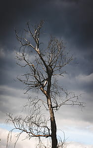 bare tree thumbnail