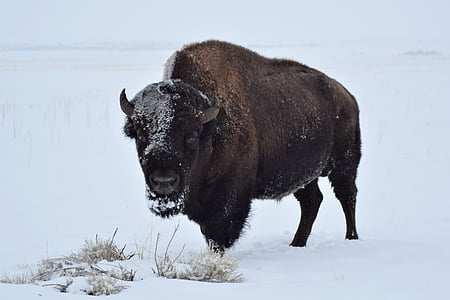 bison on white snow field thumbnail