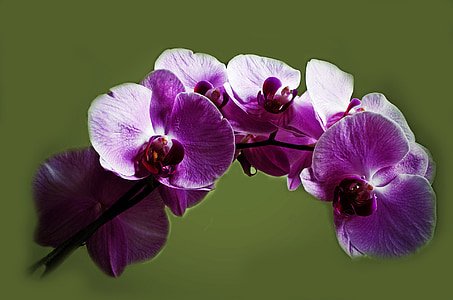 closeup photo of purple orchid flower thumbnail