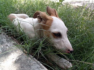 a cute doggy sitting alone on a sunny day thumbnail