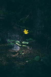 close up photo of yellow Mexican sunflower in bloom thumbnail