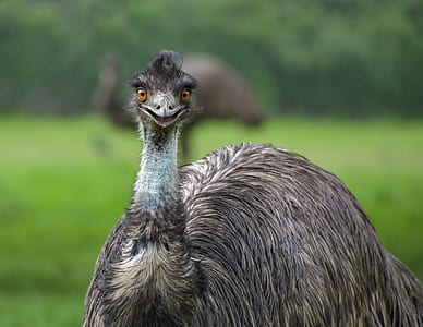selective focus photography of gray fowl thumbnail