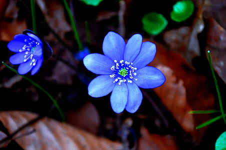 shallow focus photography of blue flower thumbnail