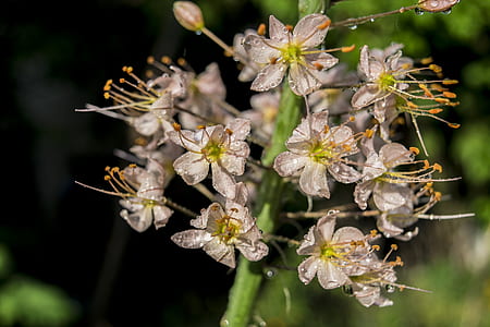 white orchids thumbnail