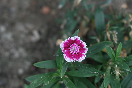 pink flower thumbnail