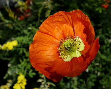 red poppy flower blooming at daytime thumbnail