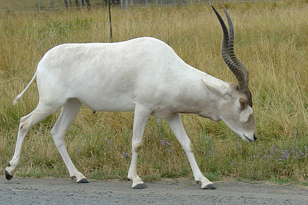 white gazelle thumbnail