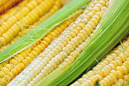 closeup of four yellow corns thumbnail