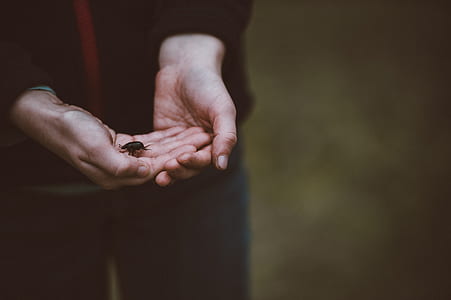 black beetle on person hand thumbnail