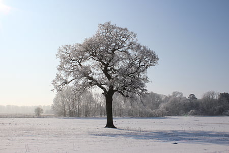 leafed tree during winter thumbnail