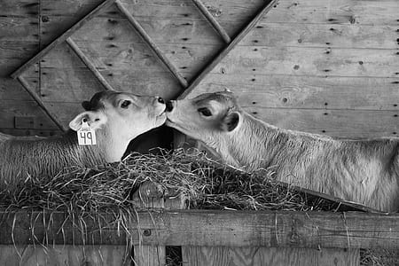 grayscale photography of two cow nuzzling near wall thumbnail