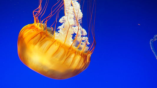 yellow jellyfish thumbnail