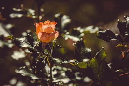 selective focus photography of orange flower thumbnail