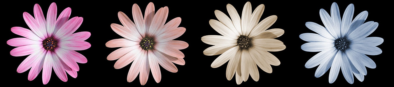 four pink, peach, white, and blue daisy flowers thumbnail