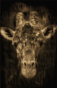 Giraffe illustration thumbnail
