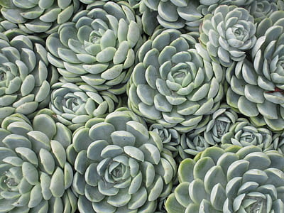 succulent plant thumbnail