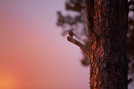bird on trees trunk during sunset thumbnail