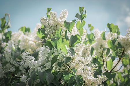 Photograph of White Flowers thumbnail