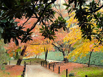 yellow and orange leaf trees during daytime thumbnail
