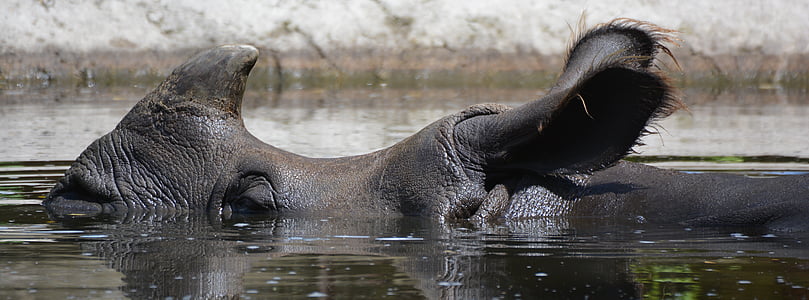rhinoceros submerged in water thumbnail