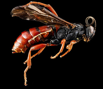macro photography of red and black wasp thumbnail