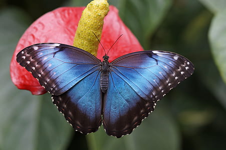blue morpho butterfly perched on red petaled flower in closeup photography thumbnail
